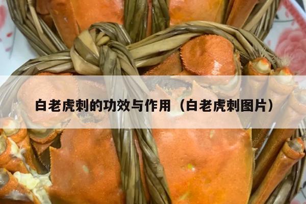 白老虎刺的功效与作用（白老虎刺图片）