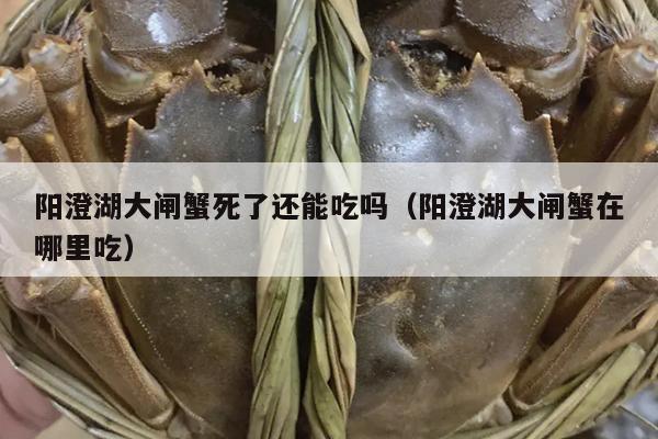 阳澄湖大闸蟹死了还能吃吗（阳澄湖大闸蟹在哪里吃）