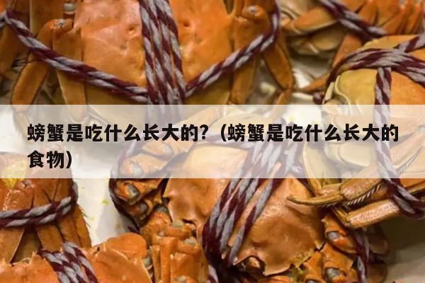 螃蟹是吃什么长大的?（螃蟹是吃什么长大的食物）