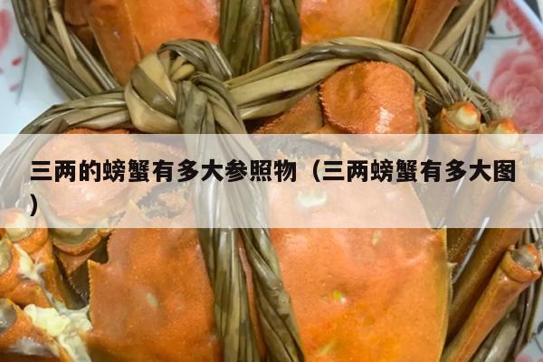 三两的螃蟹有多大参照物（三两螃蟹有多大图）