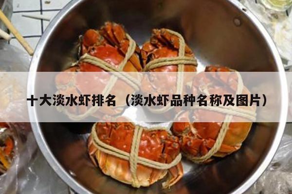 十大淡水虾排名（淡水虾品种名称及图片）