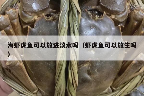 海虾虎鱼可以放进淡水吗（虾虎鱼可以放生吗）