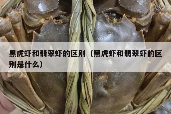 黑虎虾和翡翠虾的区别（黑虎虾和翡翠虾的区别是什么）