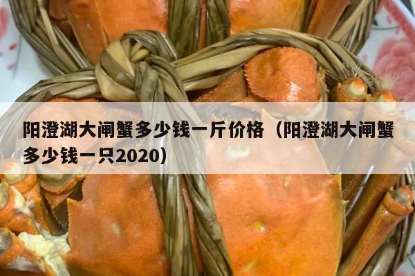 阳澄湖大闸蟹多少钱一斤价格（阳澄湖大闸蟹多少钱一只2020）