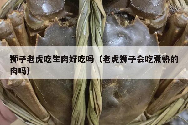 狮子老虎吃生肉好吃吗（老虎狮子会吃煮熟的肉吗）