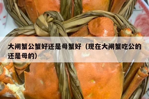 大闸蟹公蟹好还是母蟹好（现在大闸蟹吃公的还是母的）