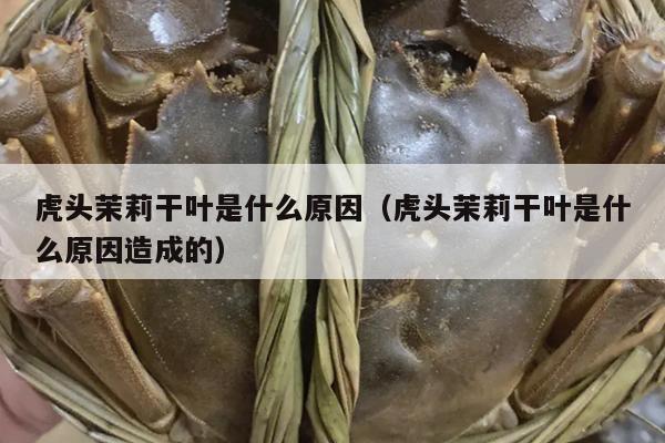 虎头茉莉干叶是什么原因（虎头茉莉干叶是什么原因造成的）