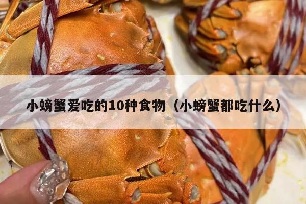 小螃蟹爱吃的10种食物（小螃蟹都吃什么）