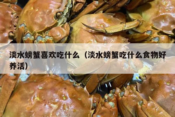 淡水螃蟹喜欢吃什么（淡水螃蟹吃什么食物好养活）