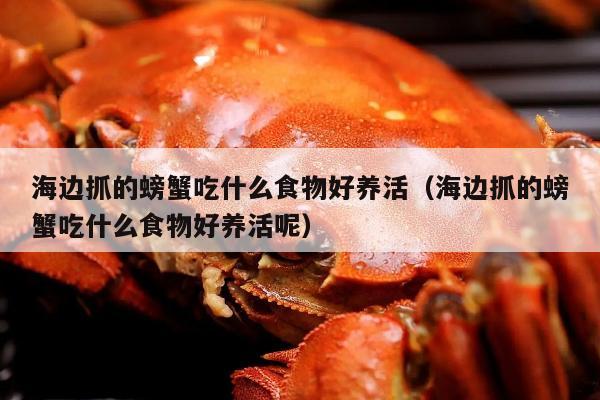 海边抓的螃蟹吃什么食物好养活（海边抓的螃蟹吃什么食物好养活呢）